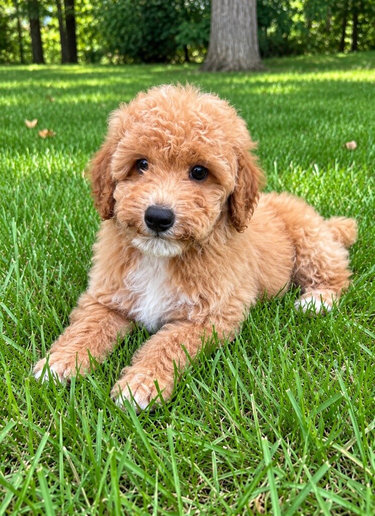 Miniature poodle puppies image 3