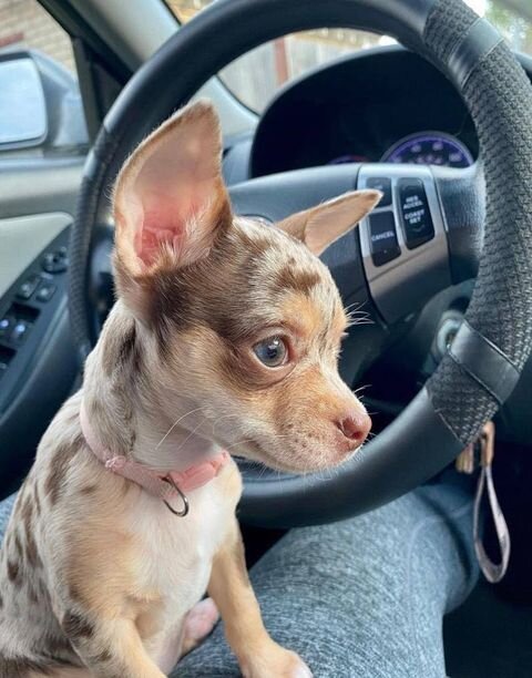 chihuahua puppy ready for free adoption image 1