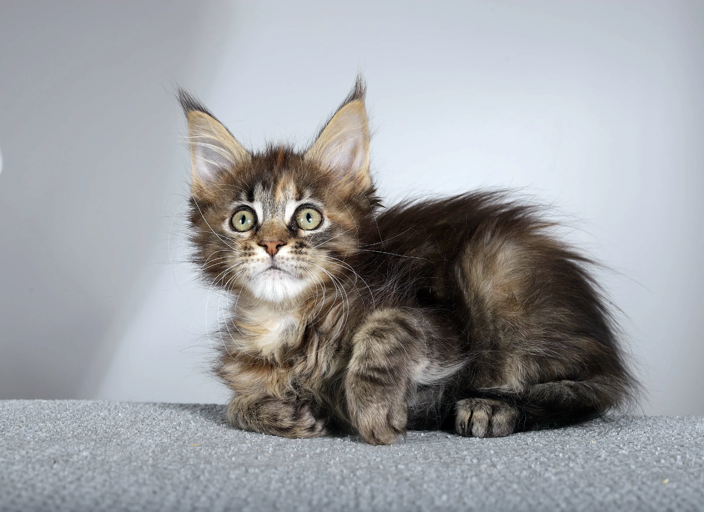 Maine Coon Kittens image 1