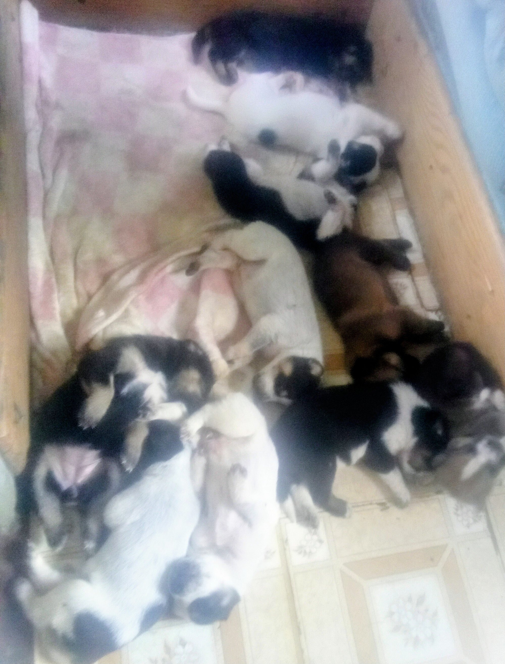 Puppies image 2