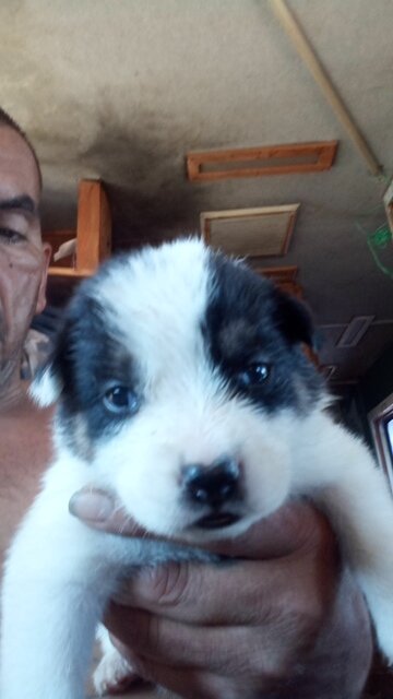 Puppies image 1