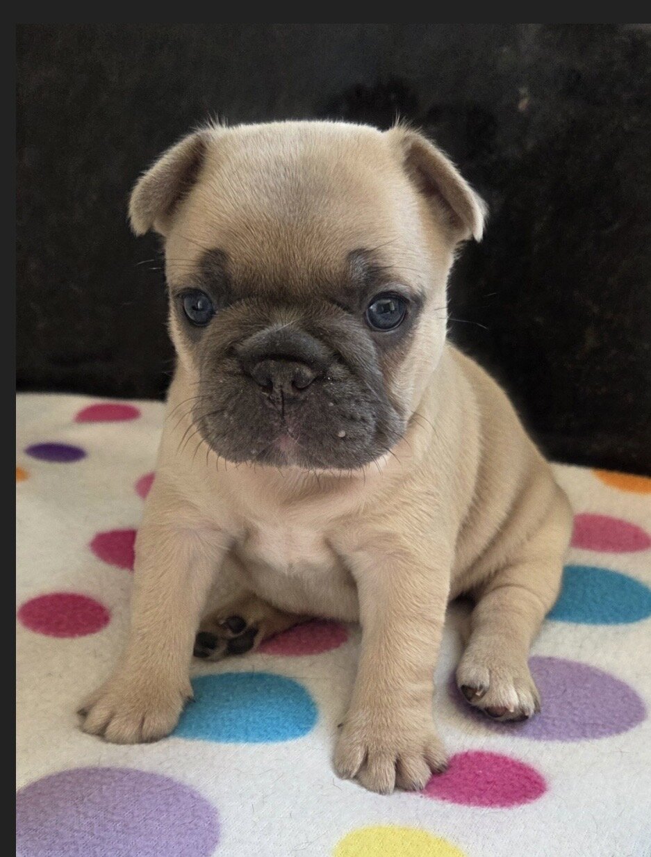 💕 Your Future Best Friend Is Here! 🐾 image 1
