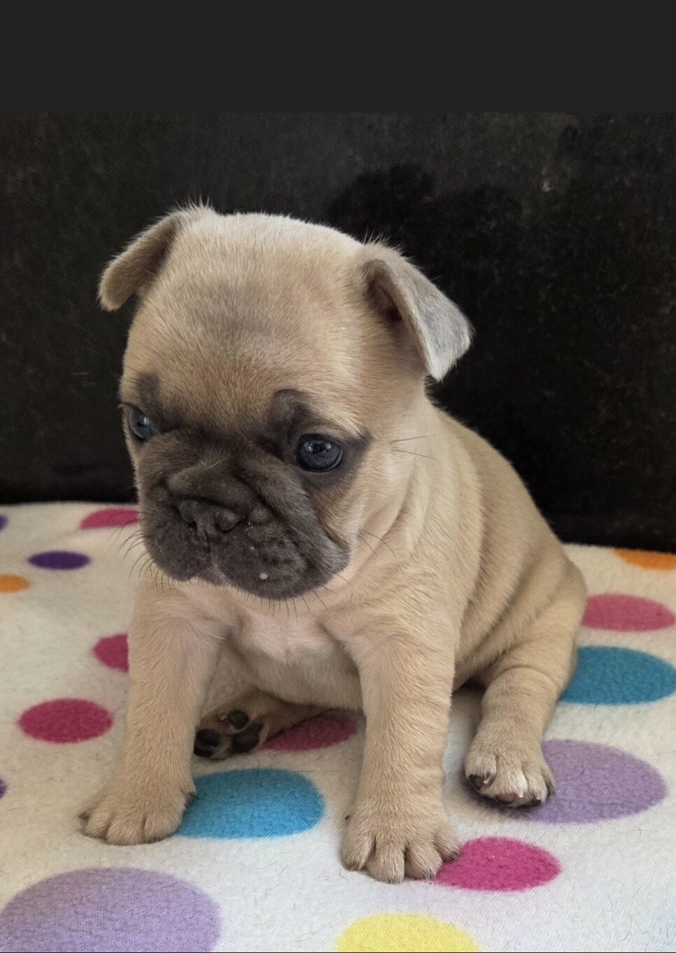 💕 Your Future Best Friend Is Here! 🐾 image 2