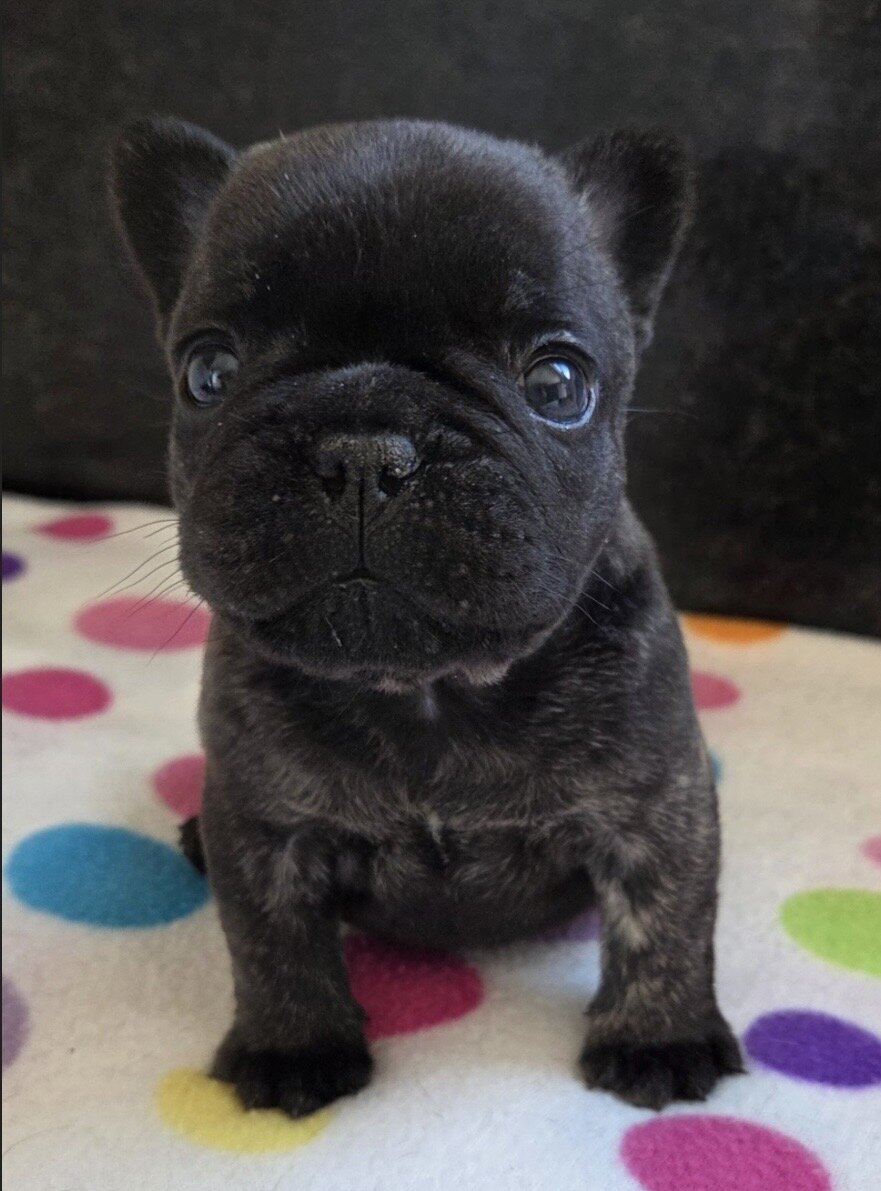 💕 Your Future Best Friend Is Here! 🐾 image 3