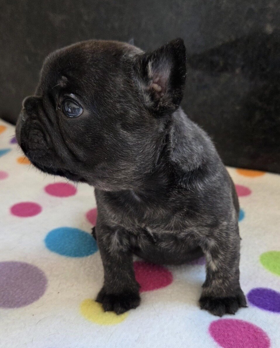 💕 Your Future Best Friend Is Here! 🐾 image 4