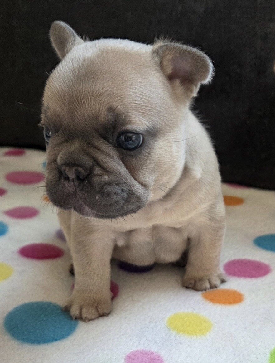 💕 Your Future Best Friend Is Here! 🐾 image 5