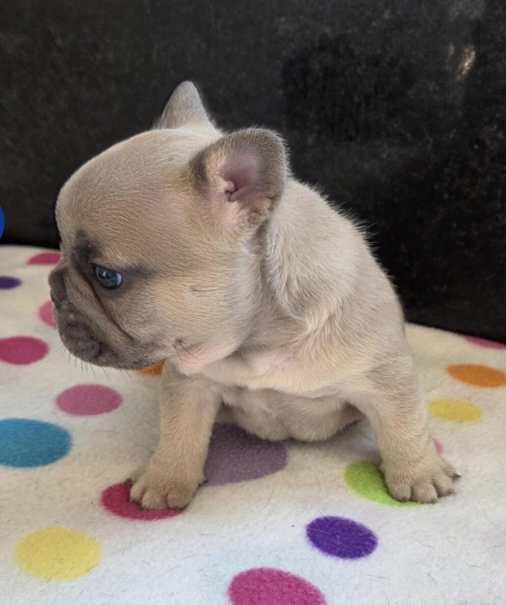 💕 Your Future Best Friend Is Here! 🐾 image 9