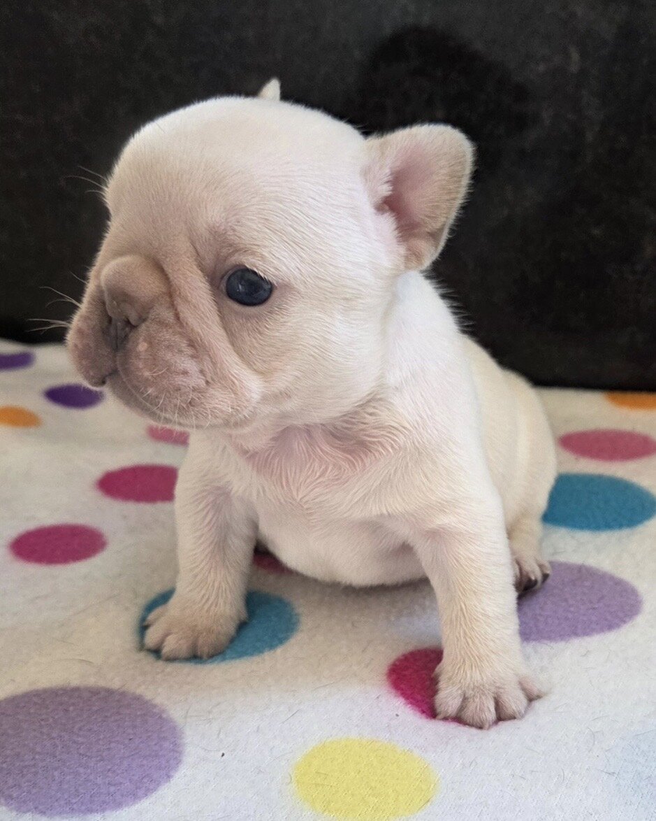 💕 Your Future Best Friend Is Here! 🐾 image 6