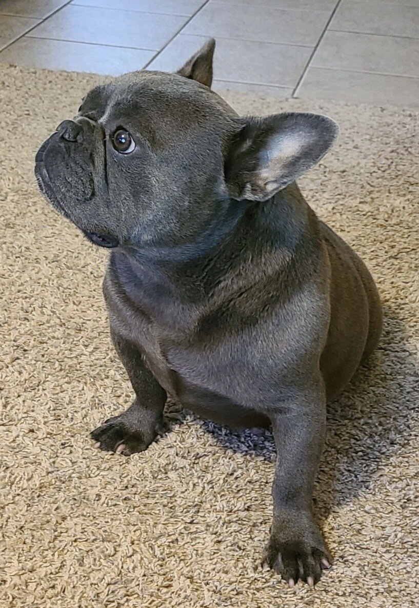 💕 Your Future Best Friend Is Here! 🐾 image 7