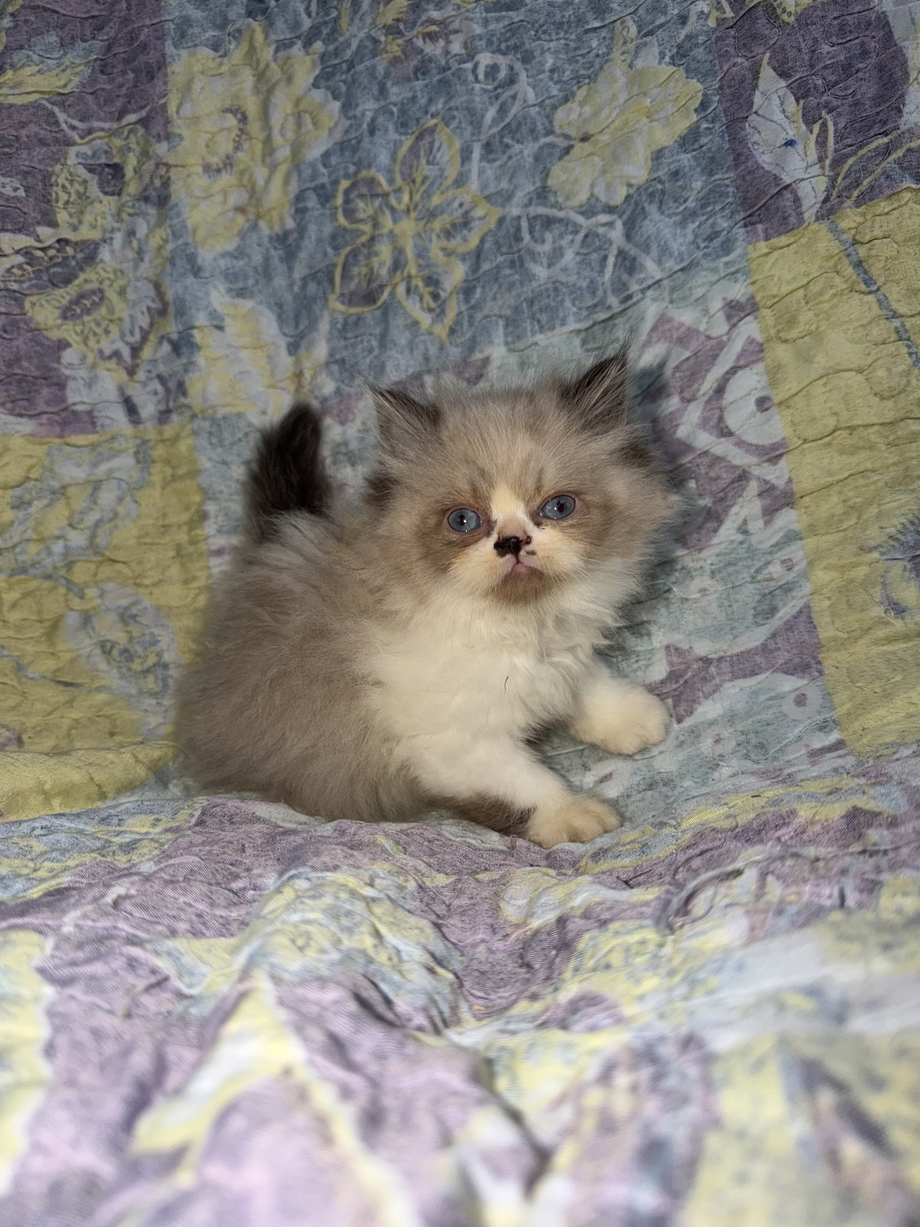 Ragamuffin image 2