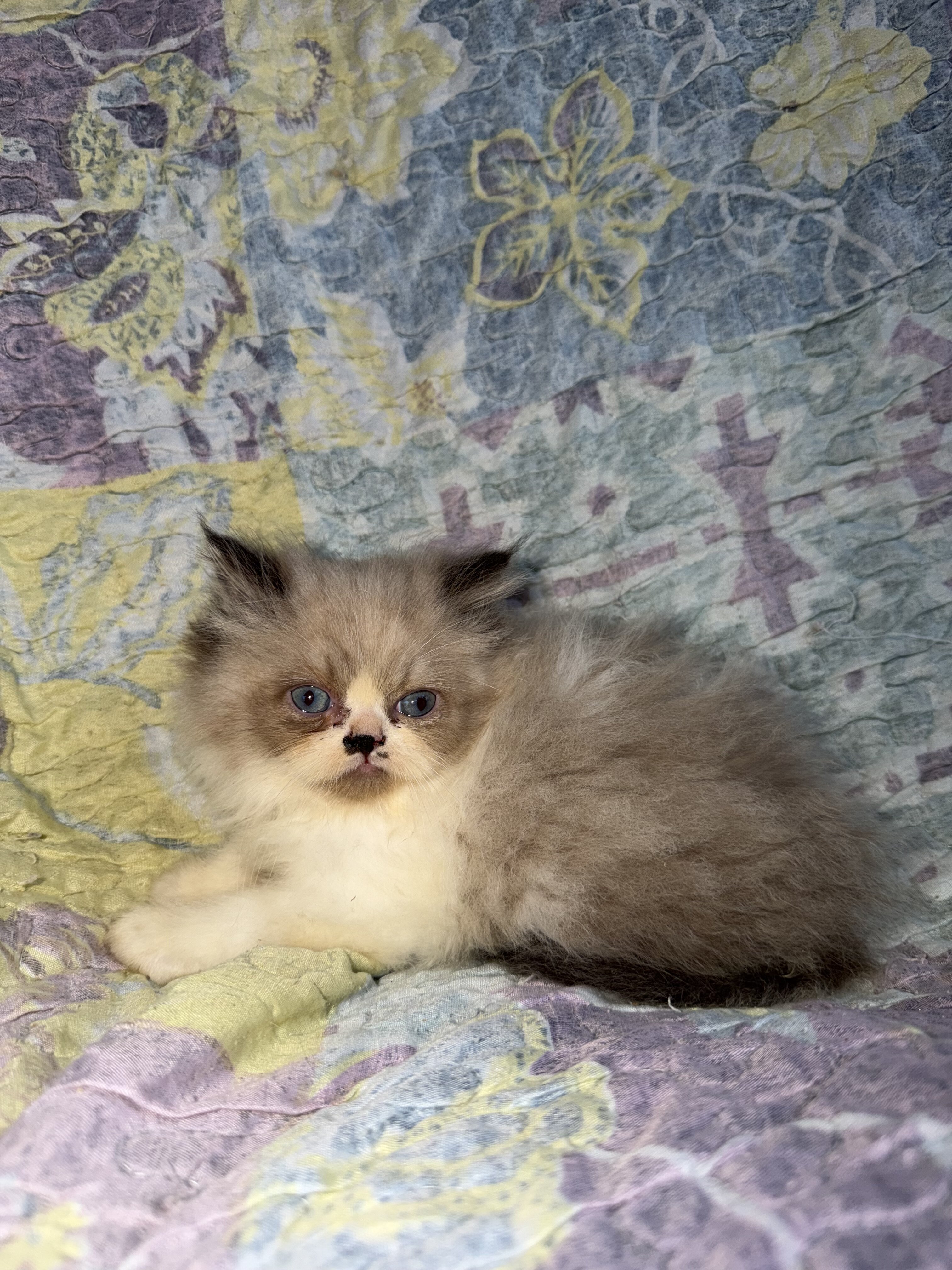 Ragamuffin image 1