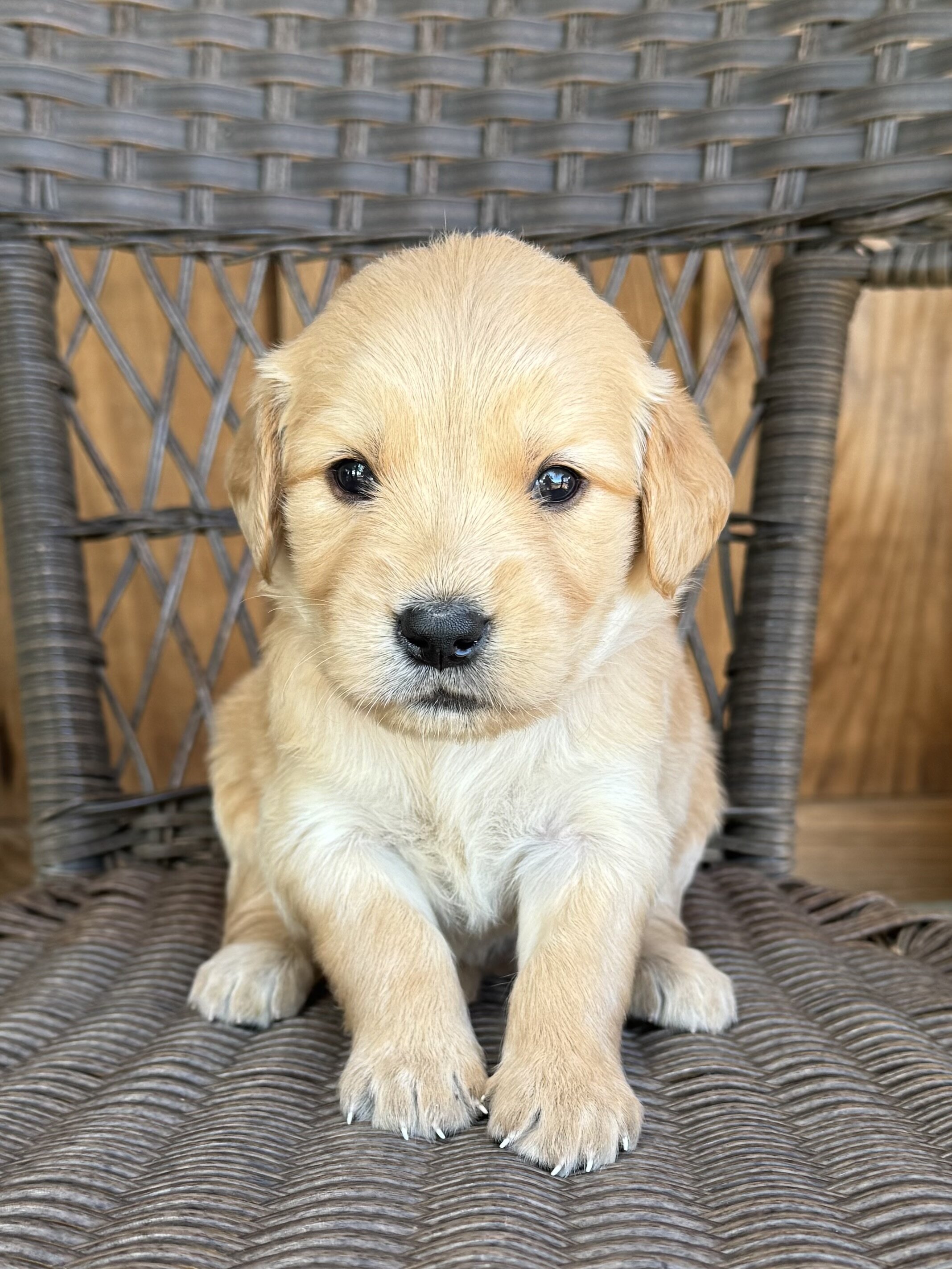 Golden Retriever image 4