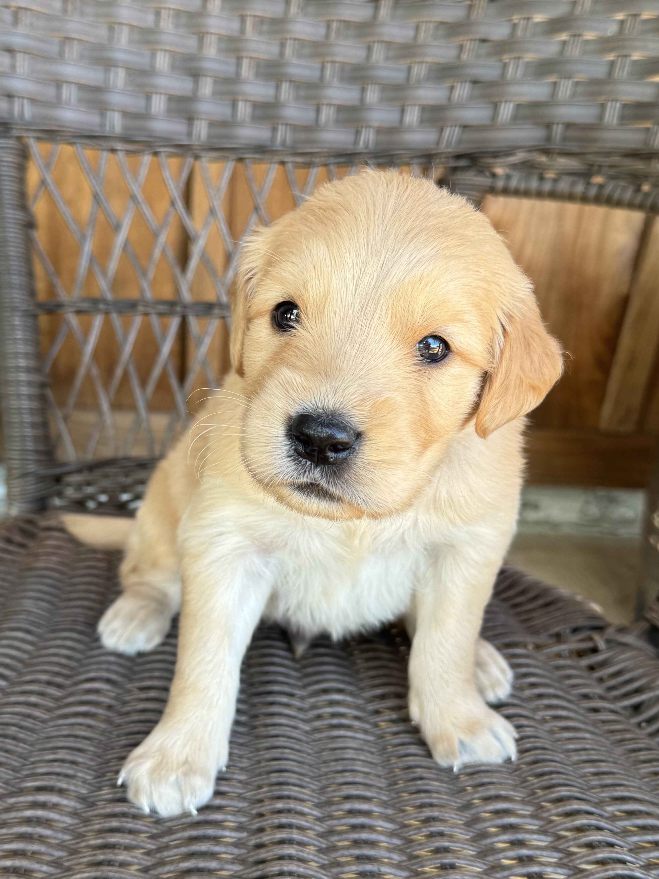 Golden Retriever image 1