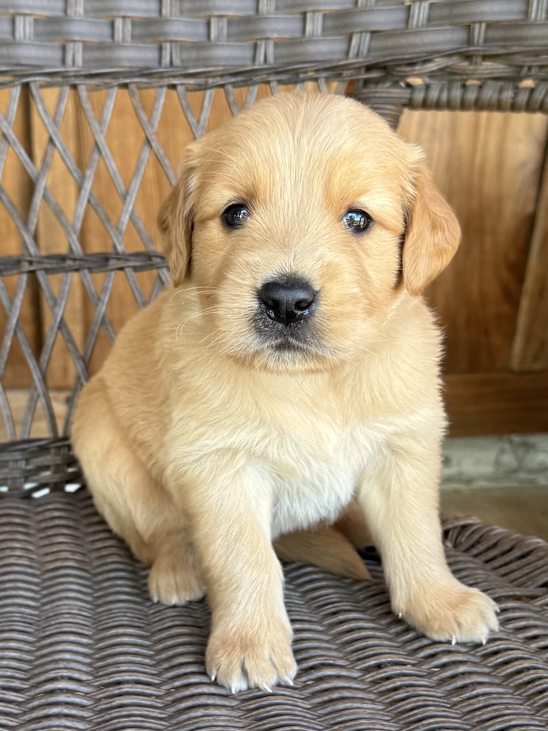 Golden Retriever image 5