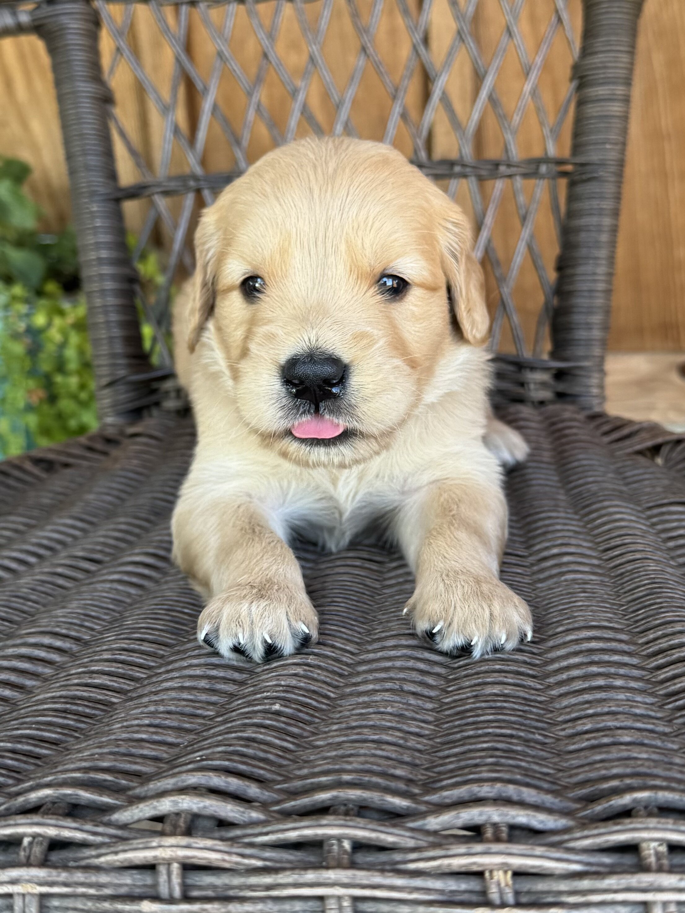 Golden Retriever image 2
