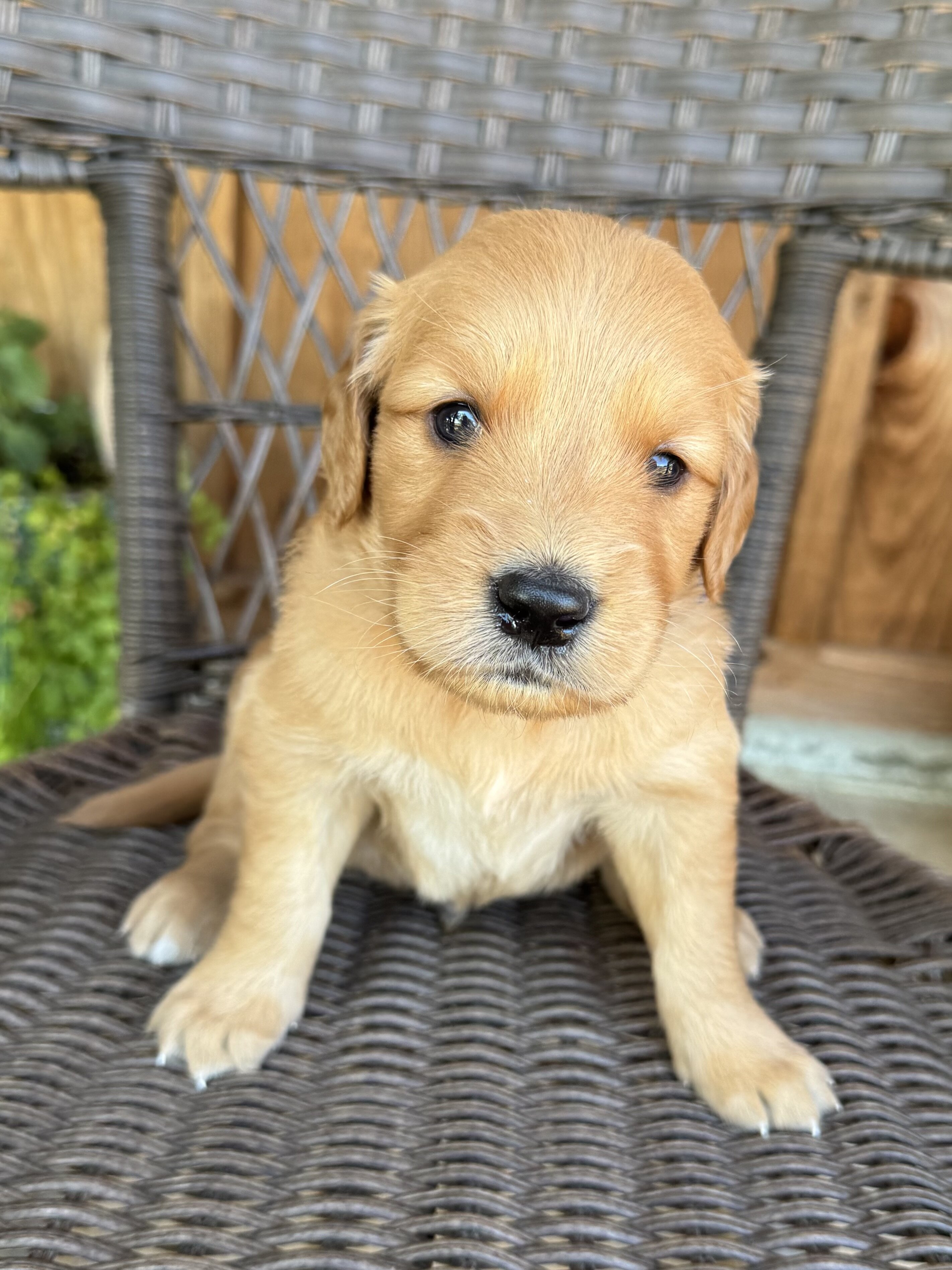 Golden Retriever image 3