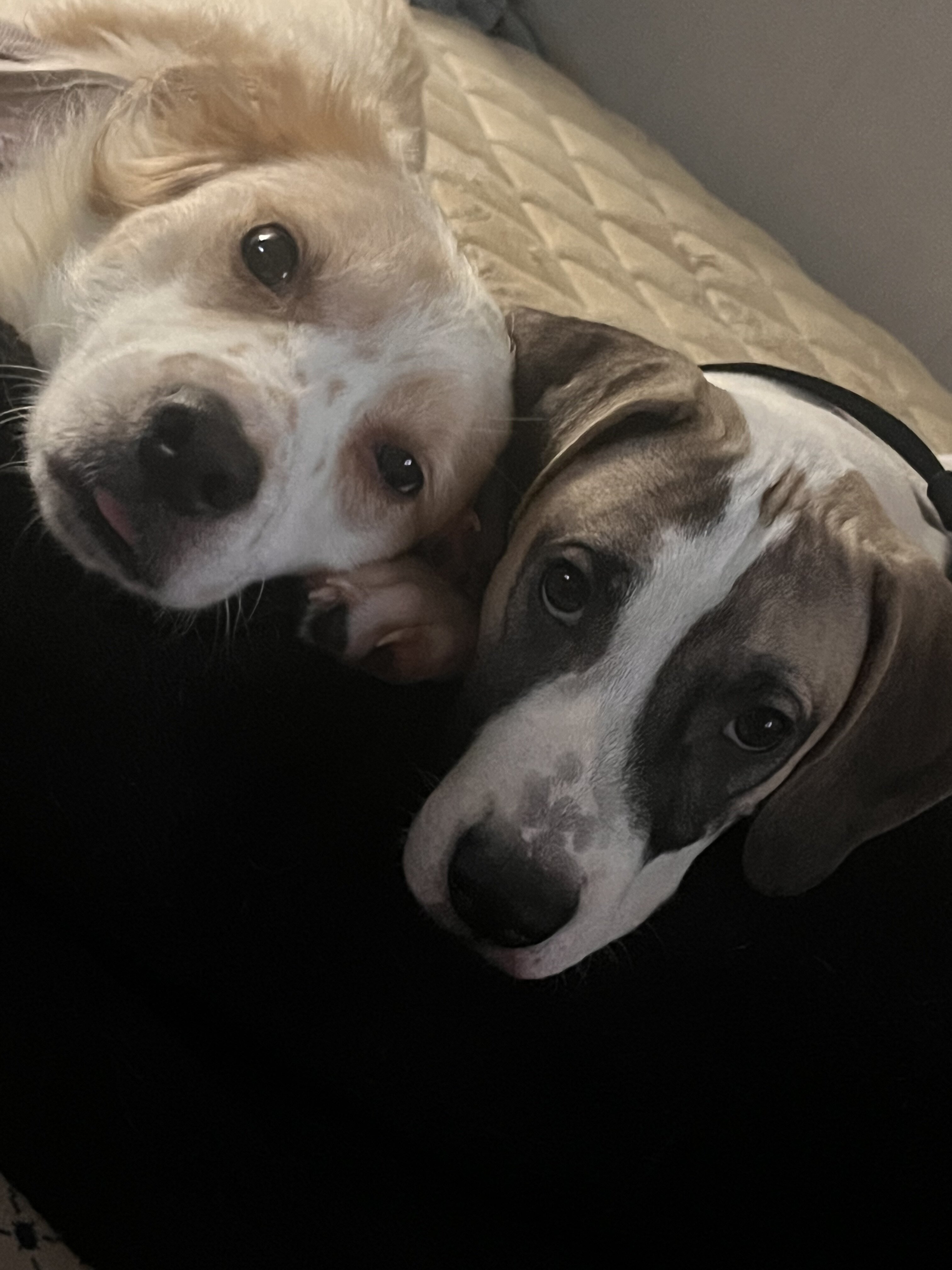 Otis - mutt puppy image 1