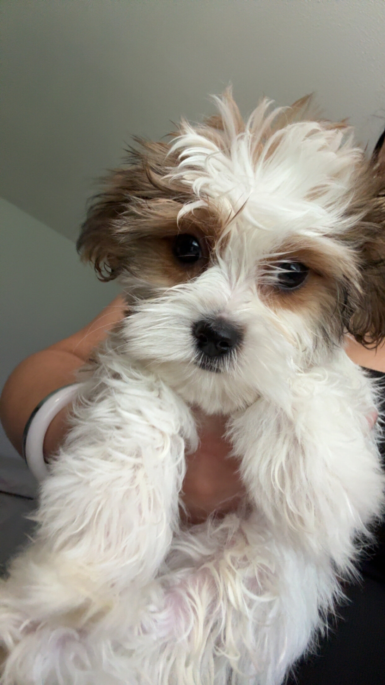 Puppy image 1