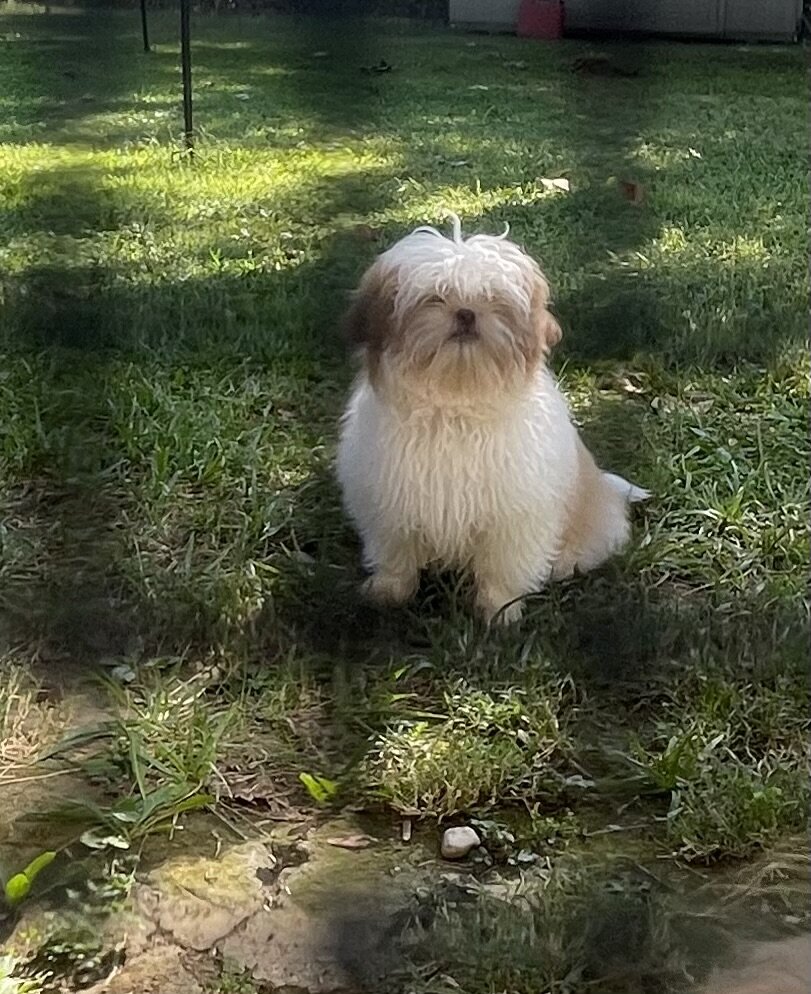 Shih Apso image 3