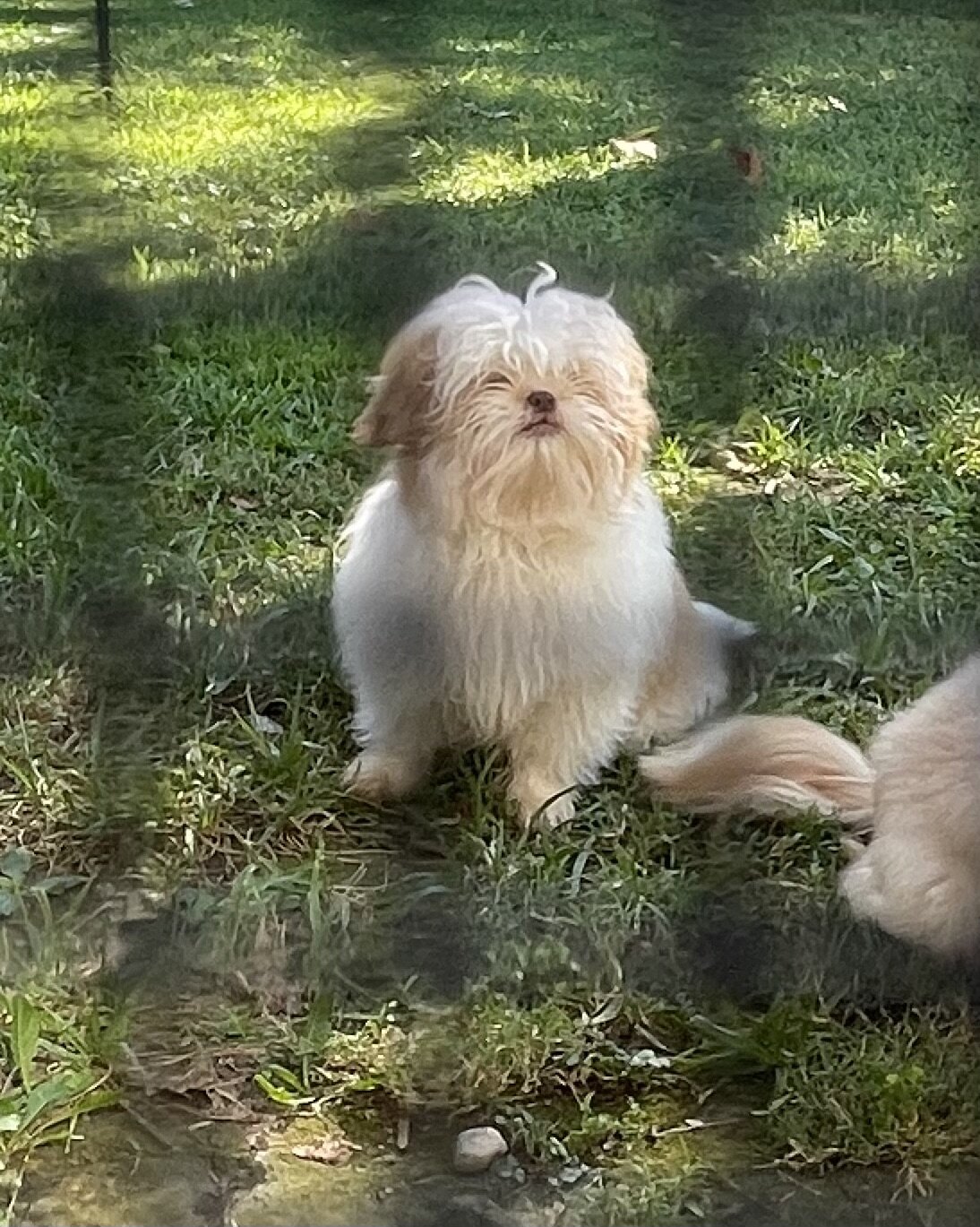 Shih Apso image 4