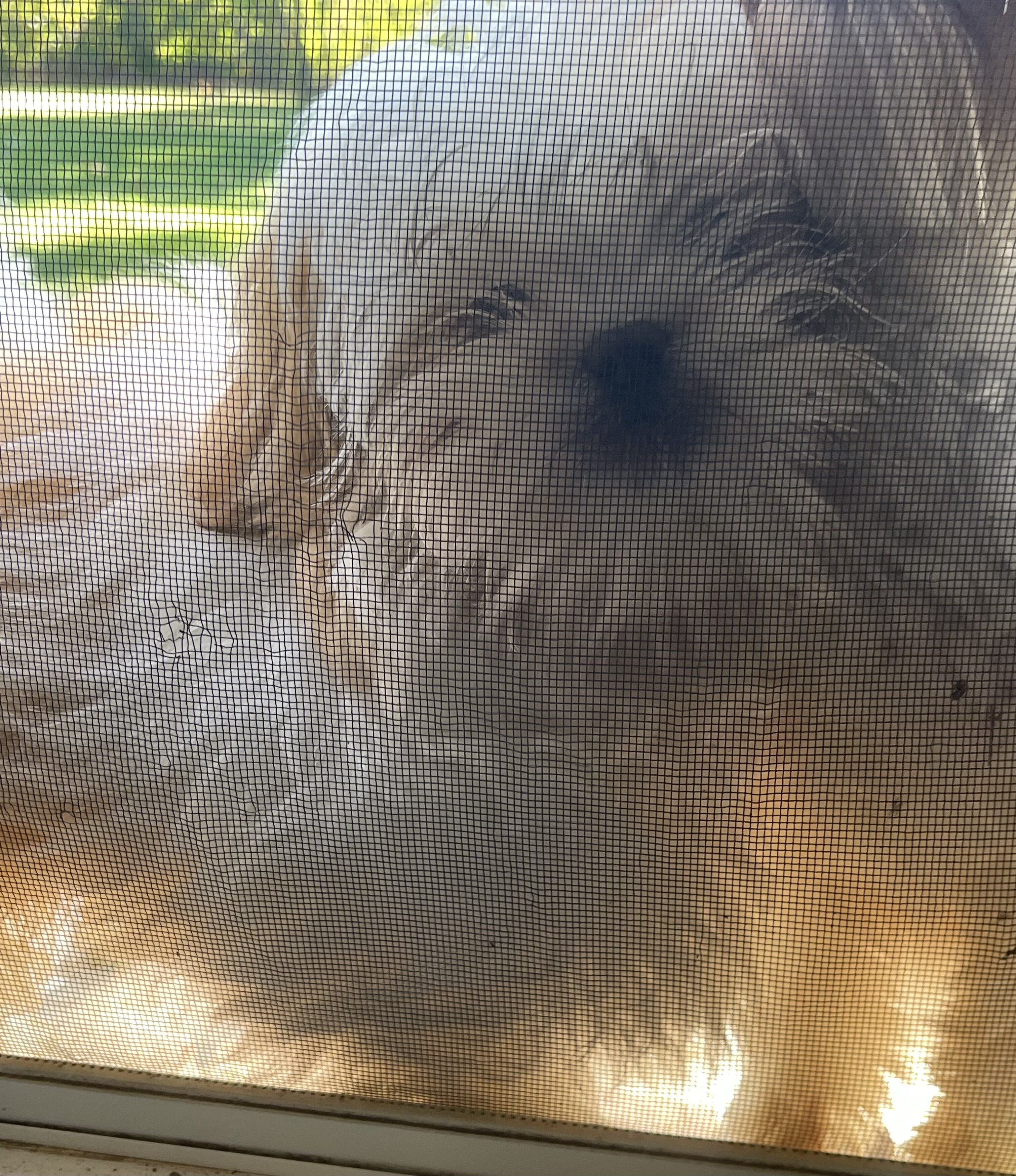 Shih Apso image 1