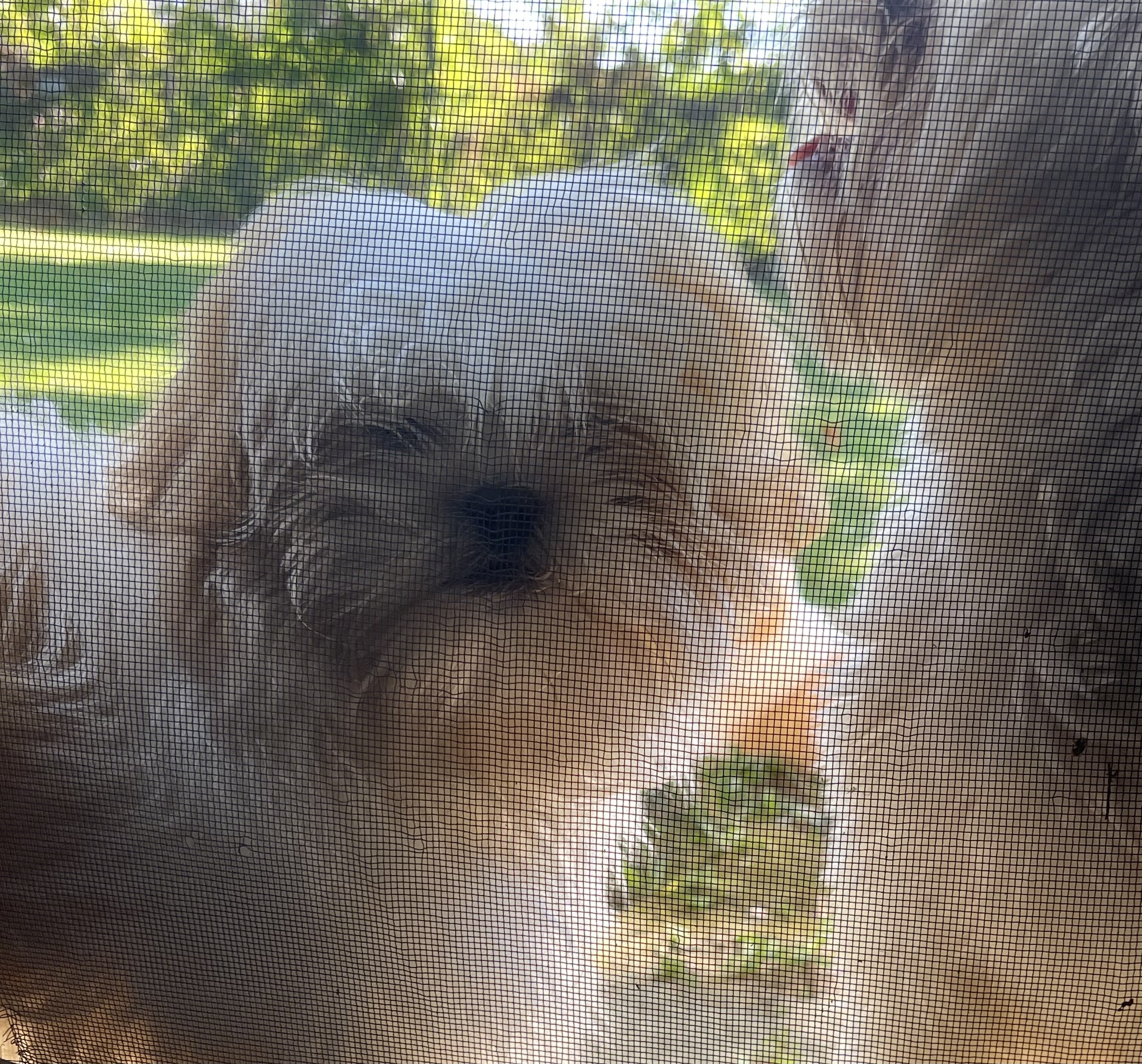 Shih Apso image 6