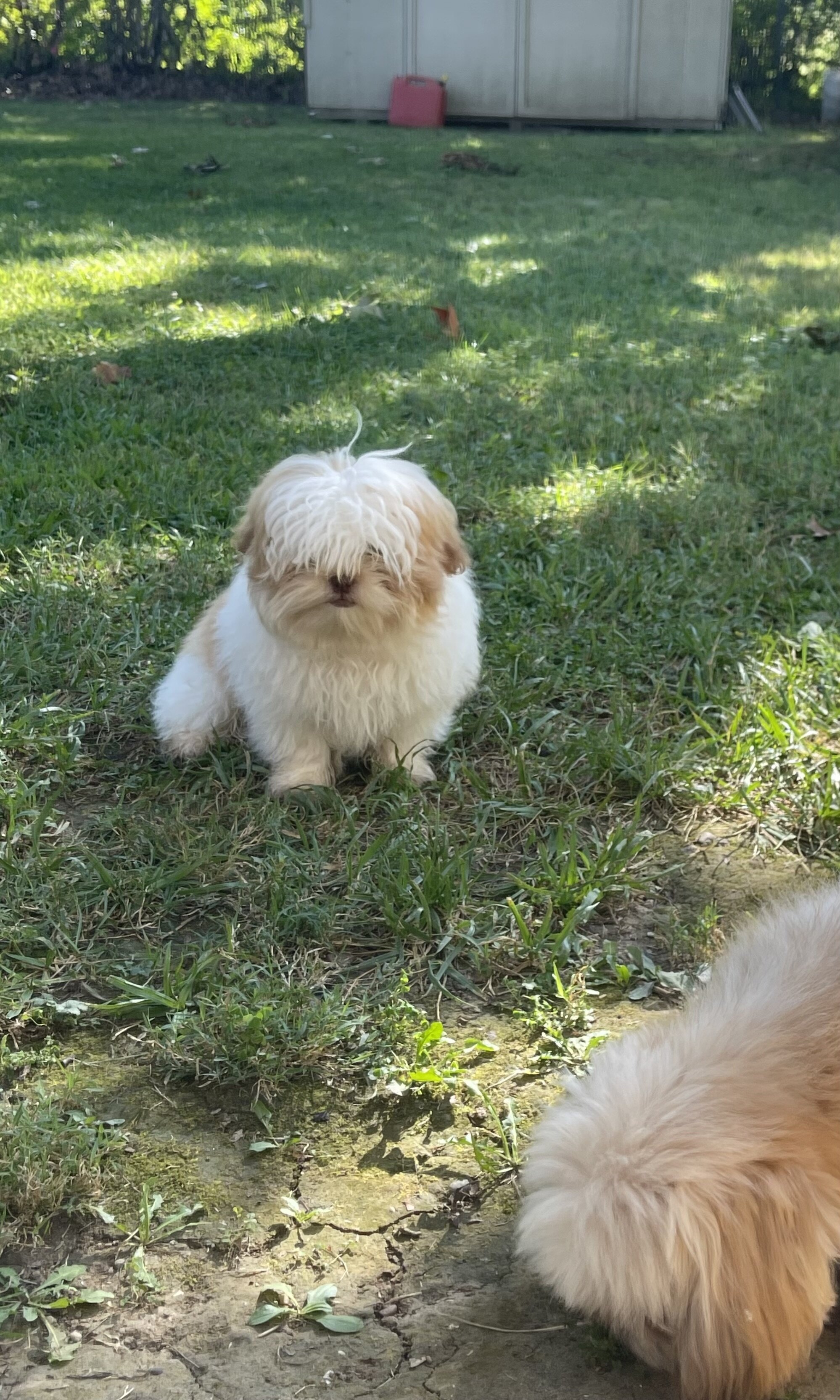 Shih Apso image 5