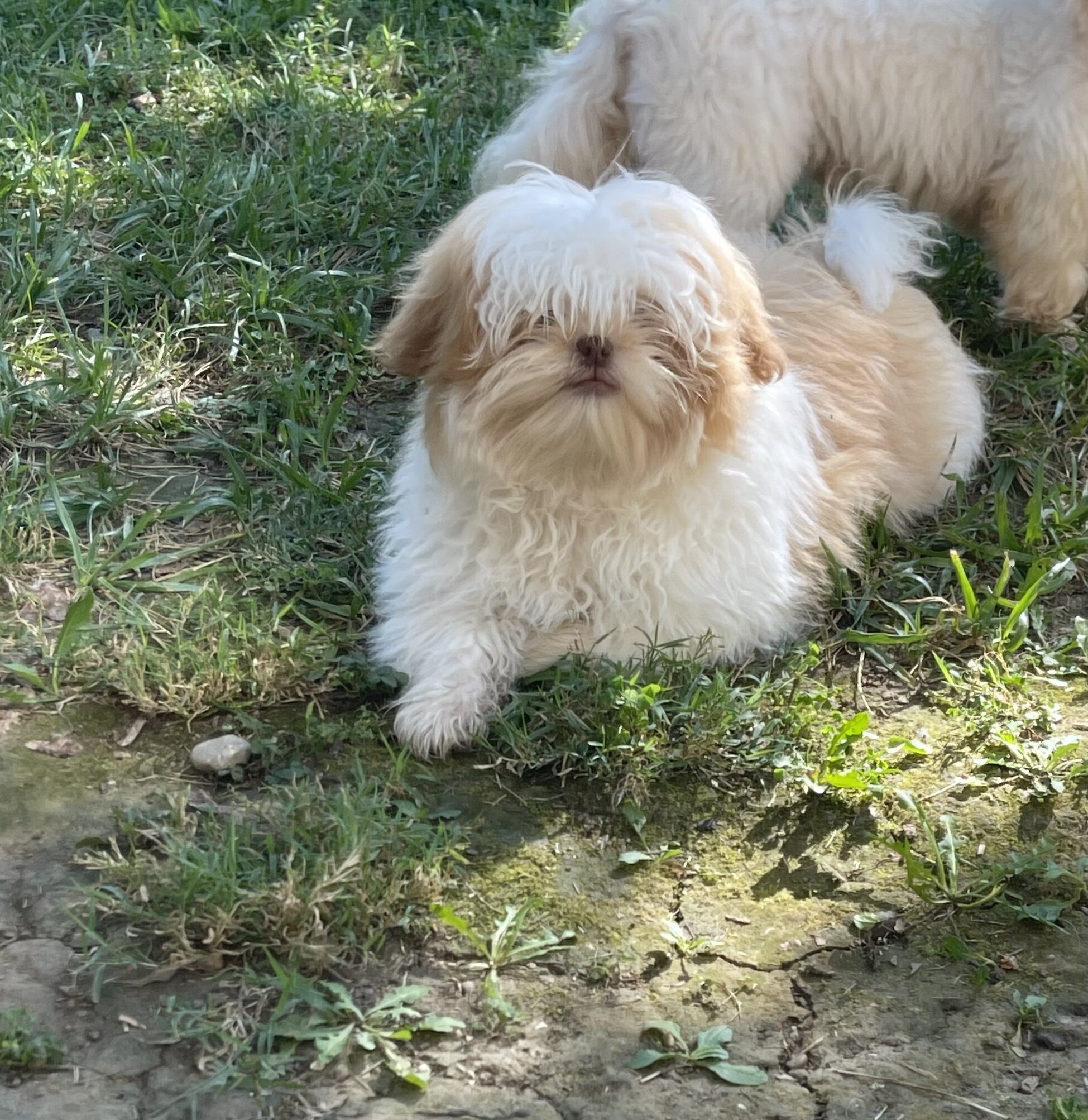 Shih Apso image 2