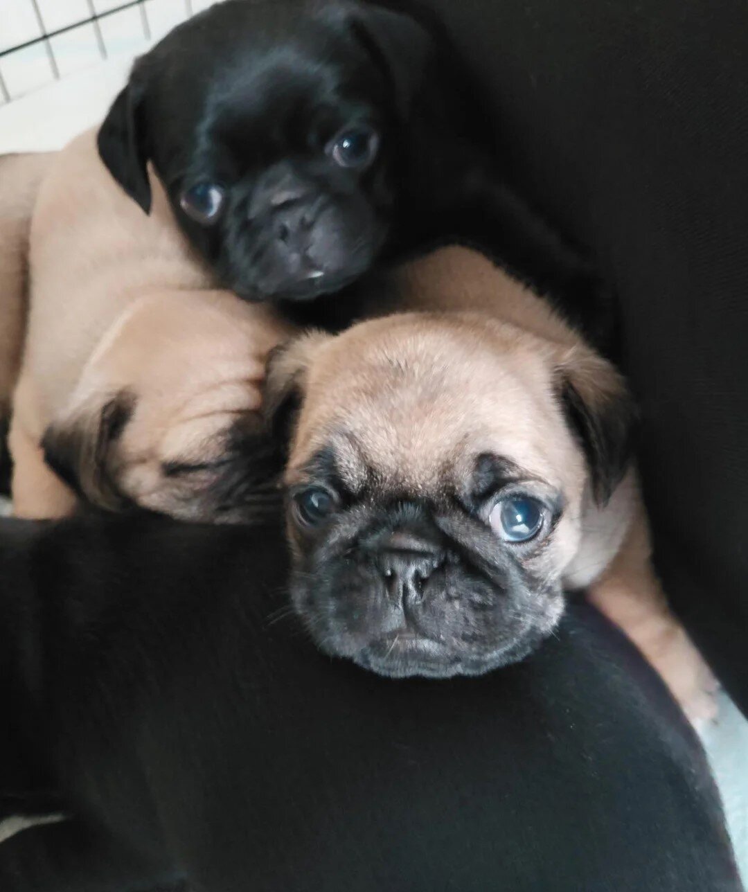 Pug puppies for sale image 1