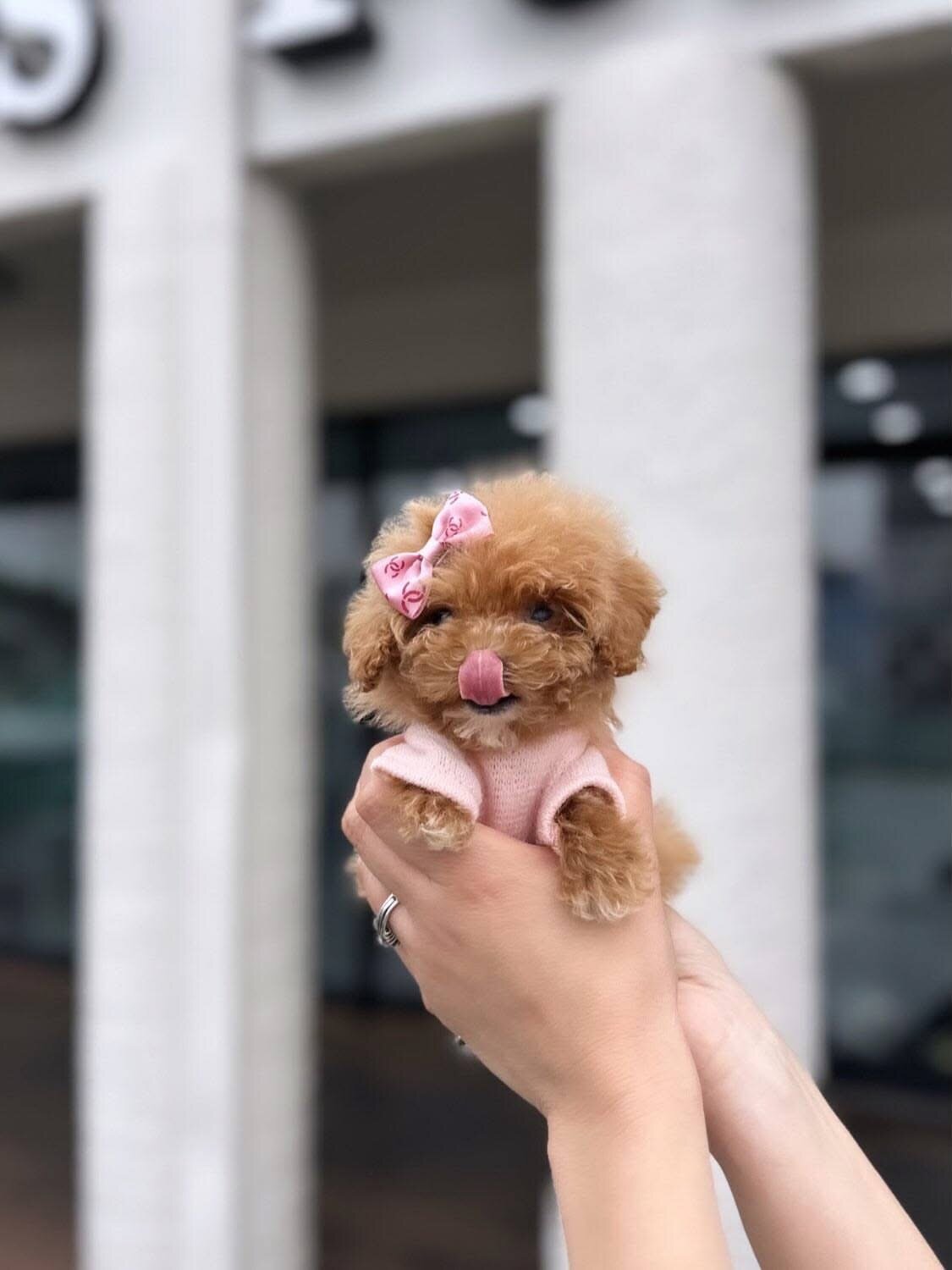 Maltes puppy image 3