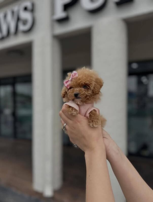 Maltes puppy image 2