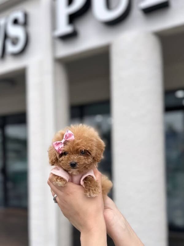 Maltes puppy image 1