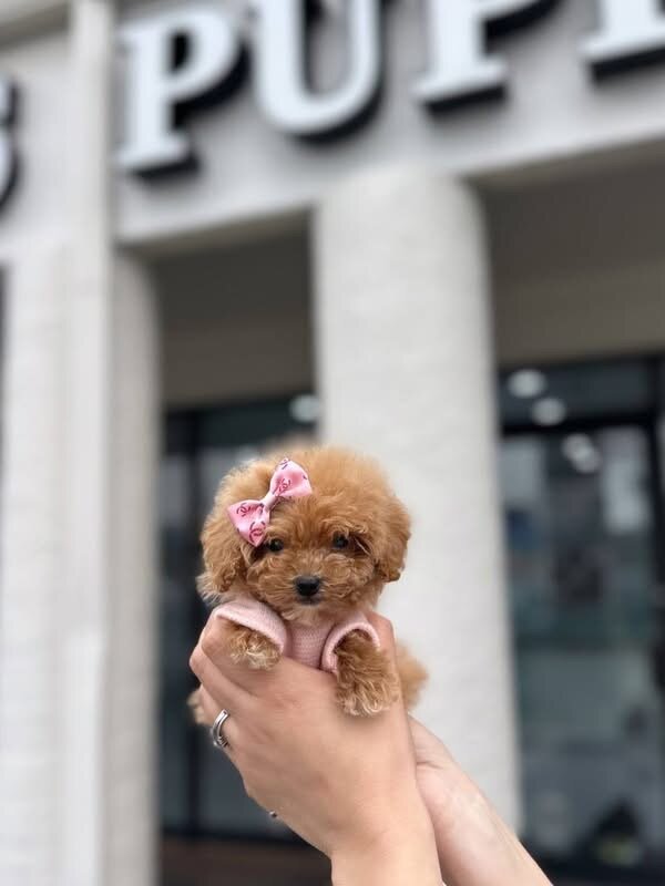 Maltes puppy image 4