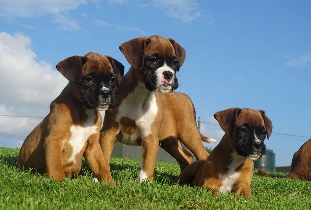 Beautiful boxer puppies image 1