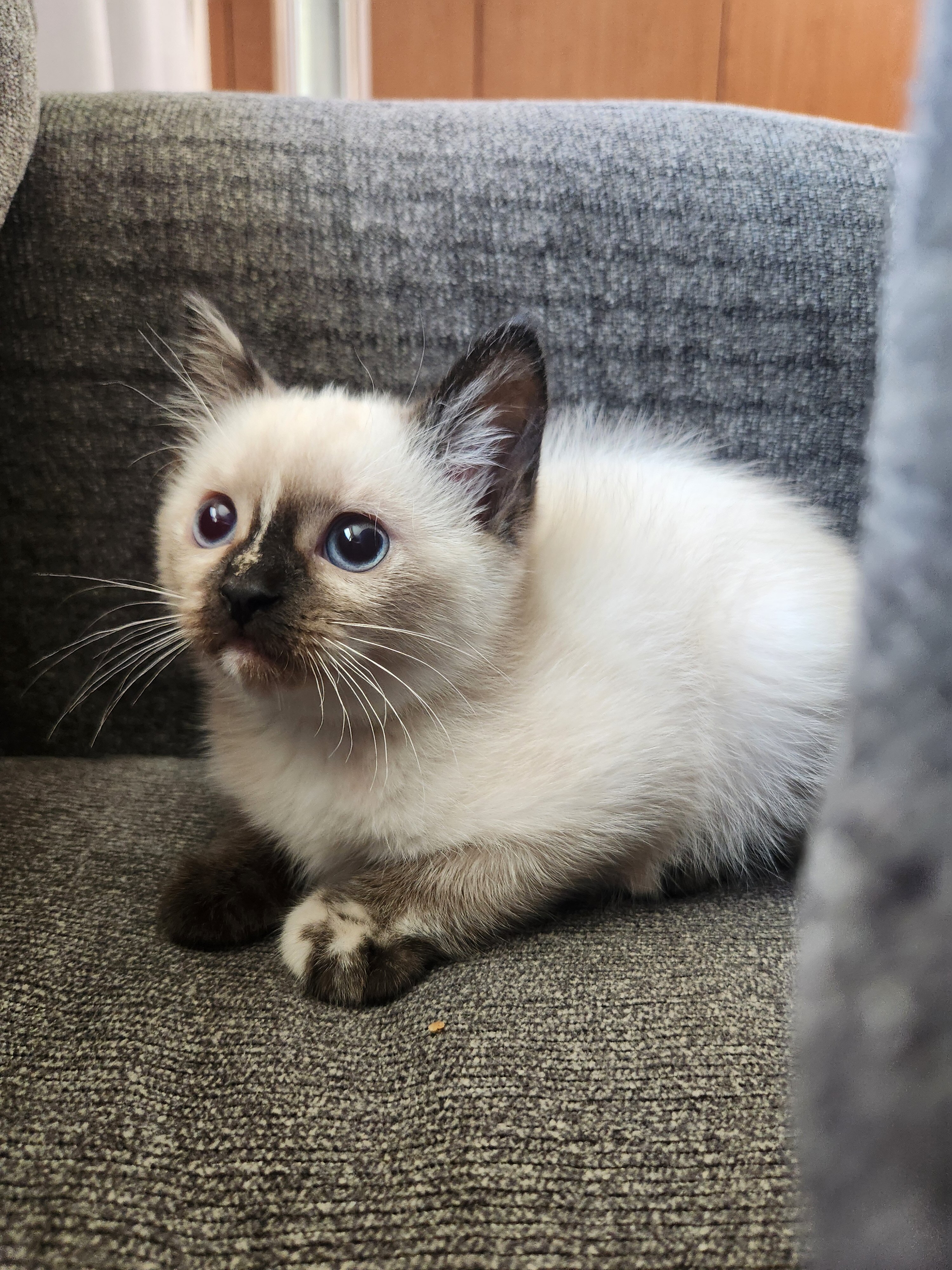 Ragdoll beautiful kitten image 3