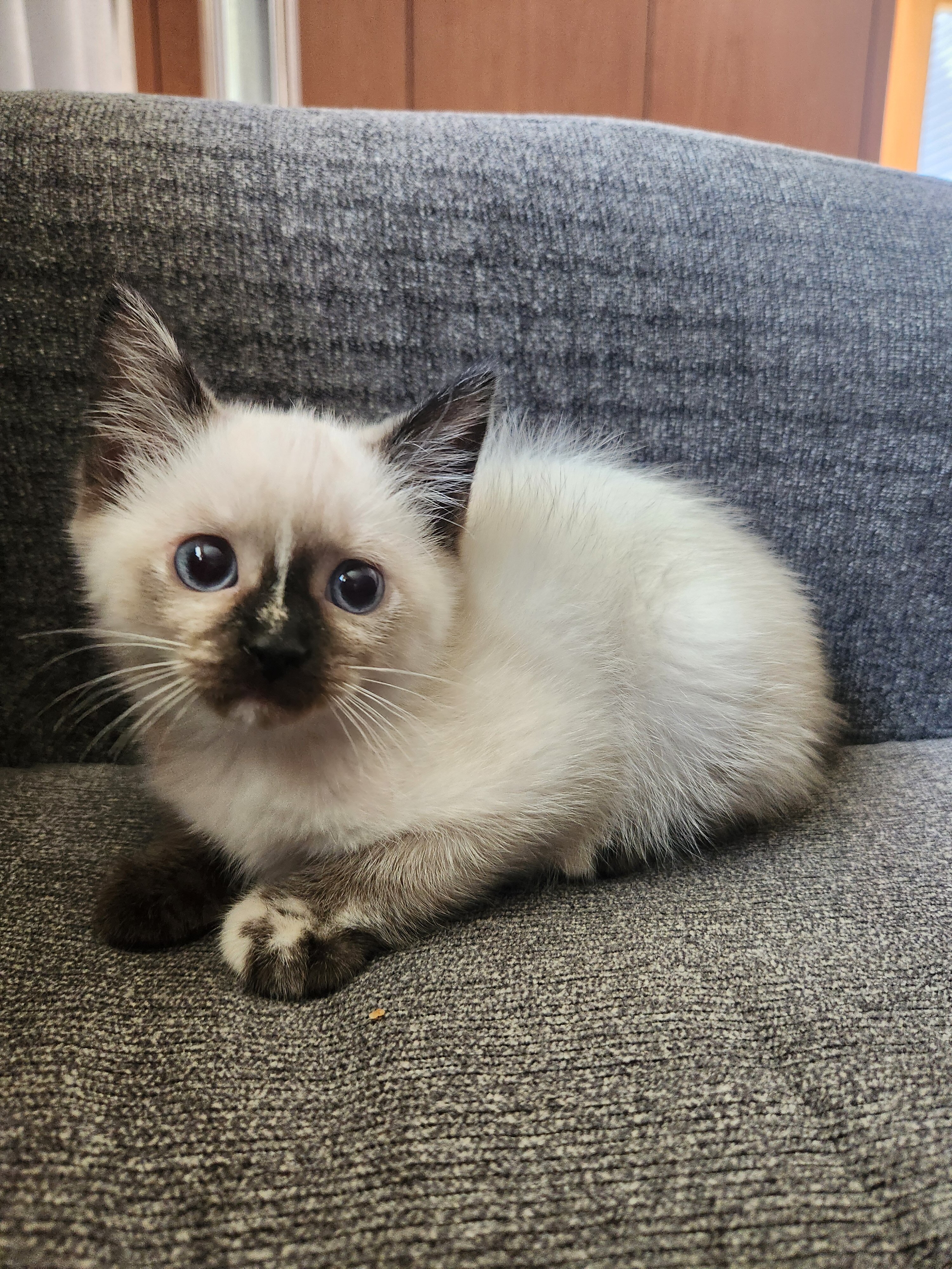 Ragdoll beautiful kitten image 1