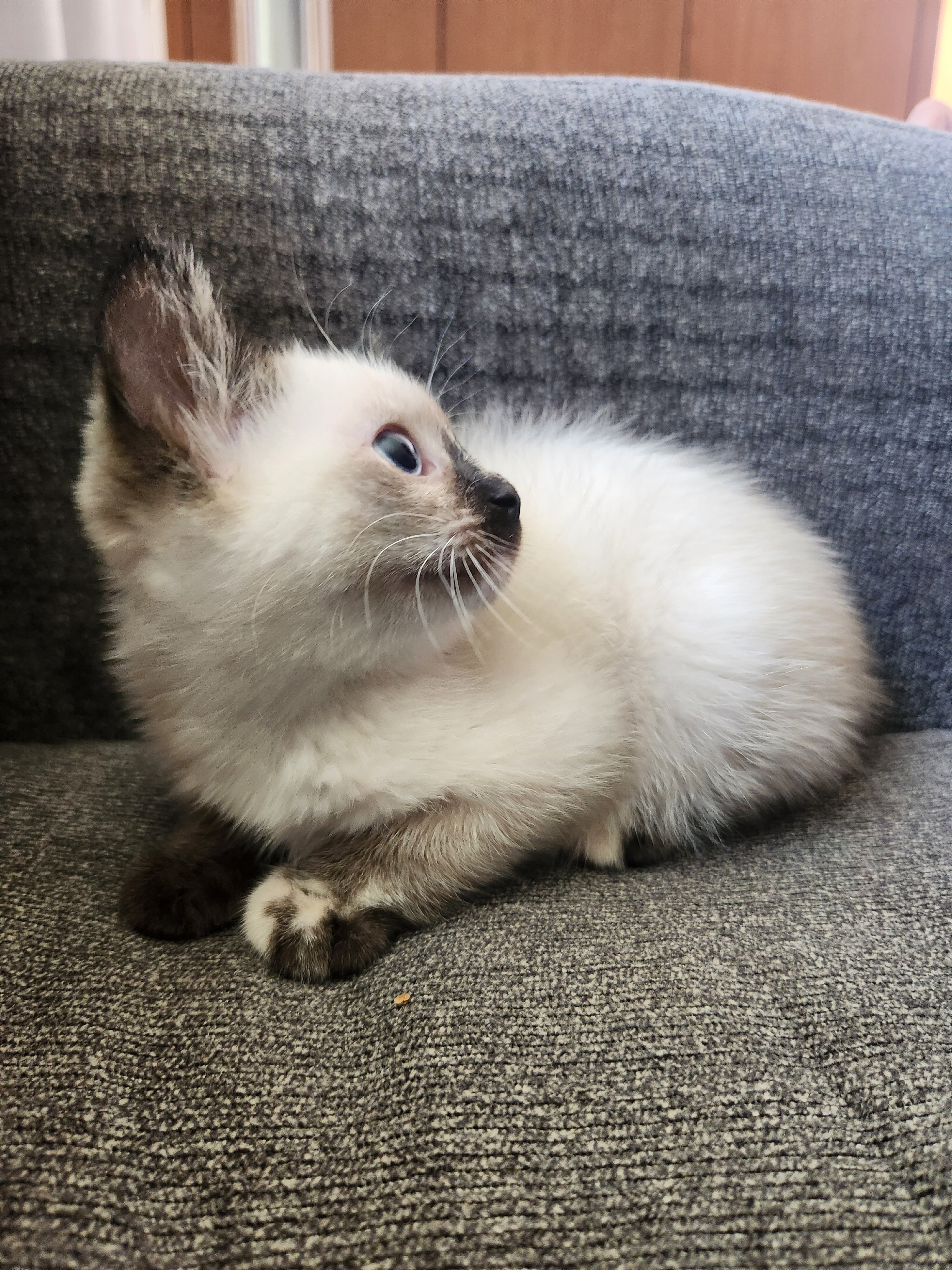 Ragdoll beautiful kitten image 2
