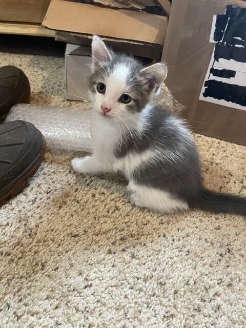 2 Male Kittens 8 weeks old never crated or caged image 1