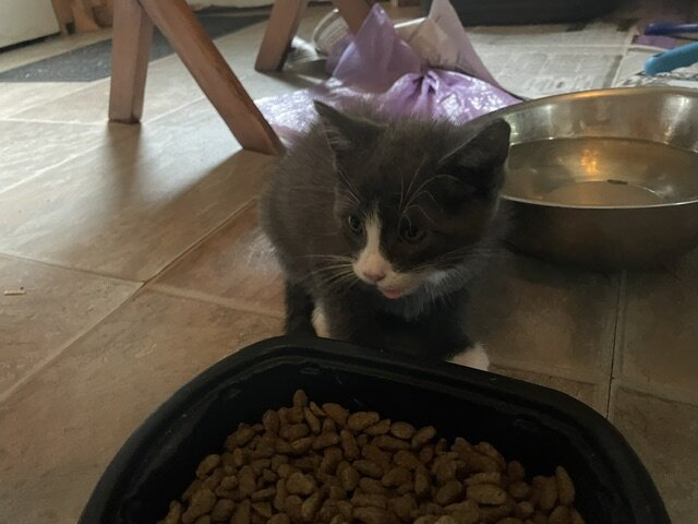2 Male Kittens 8 weeks old never crated or caged image 2