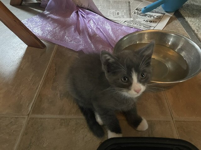 2 Male Kittens 8 weeks old never crated or caged image 3