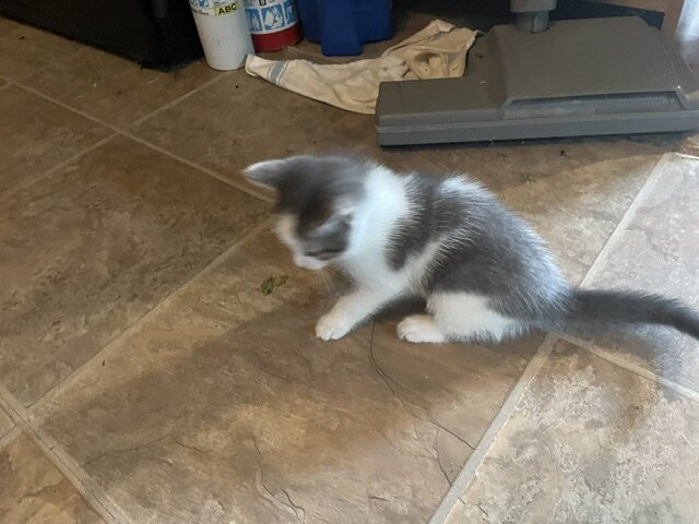2 Male Kittens 8 weeks old never crated or caged image 4