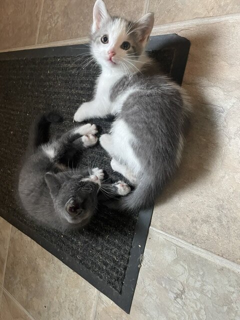 2 Male Kittens 8 weeks old never crated or caged image 5