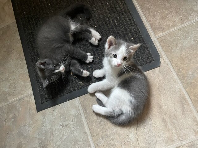 2 Male Kittens 8 weeks old never crated or caged image 6