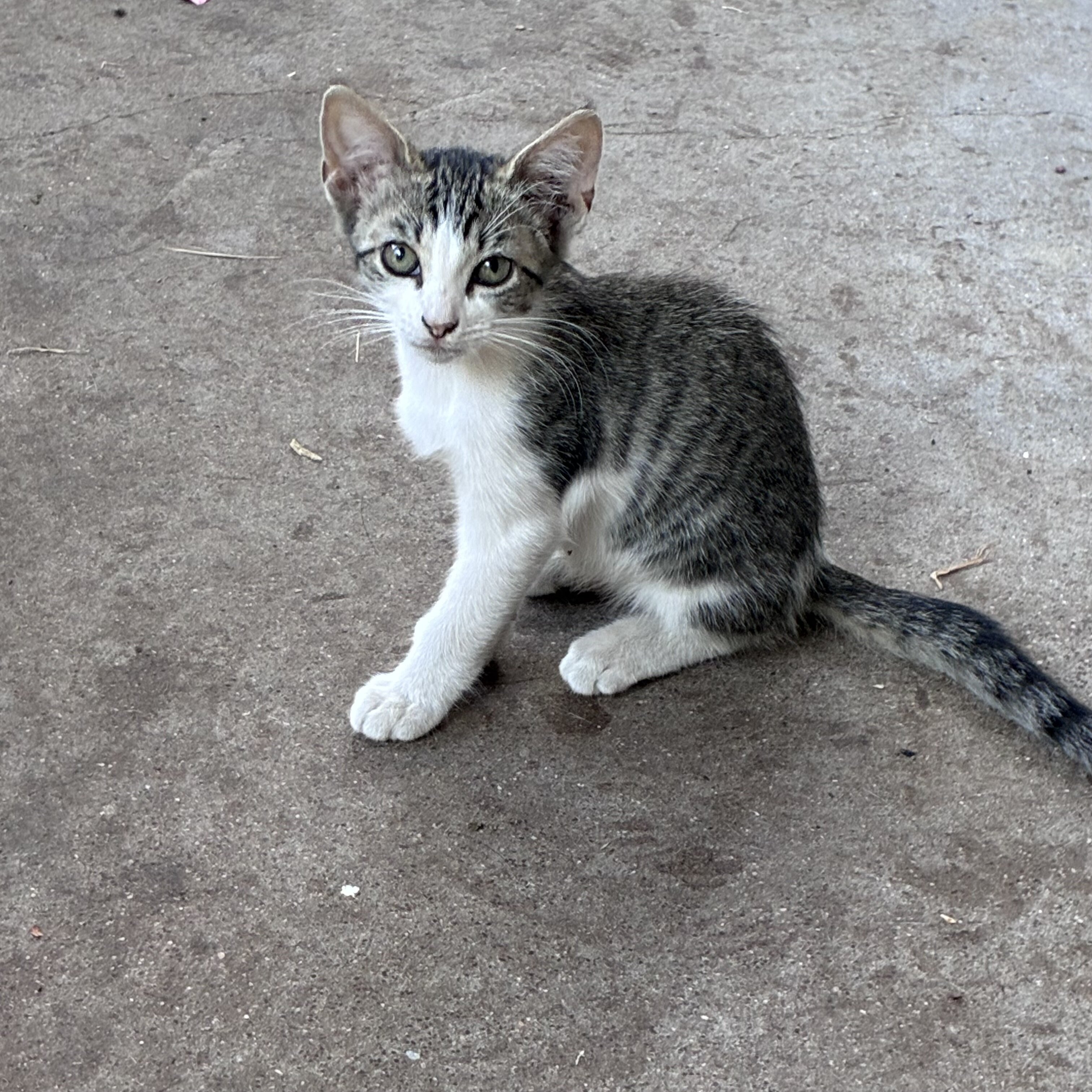 Kittens image 1