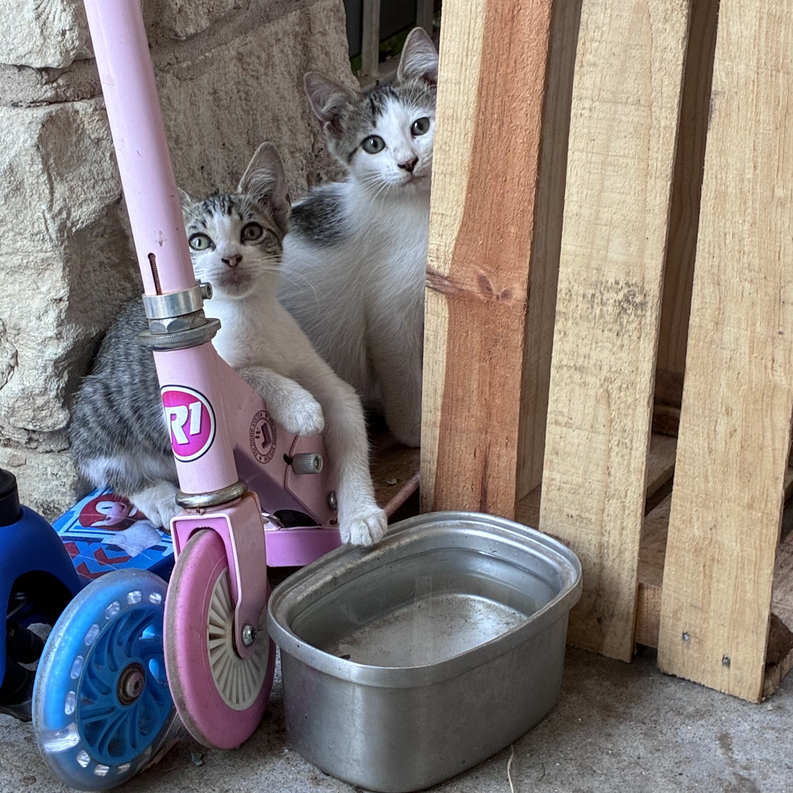 Kittens image 2