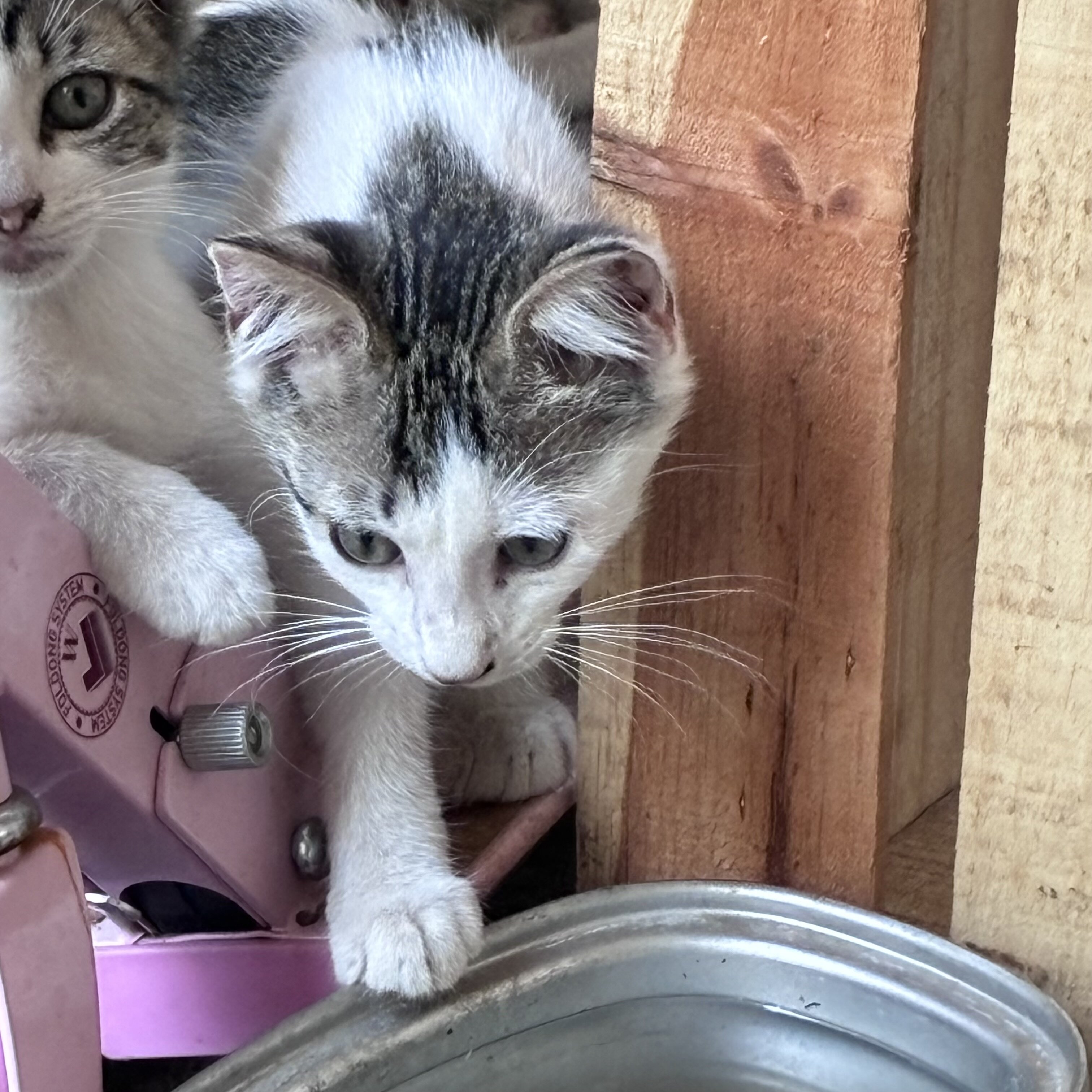 Kittens image 3