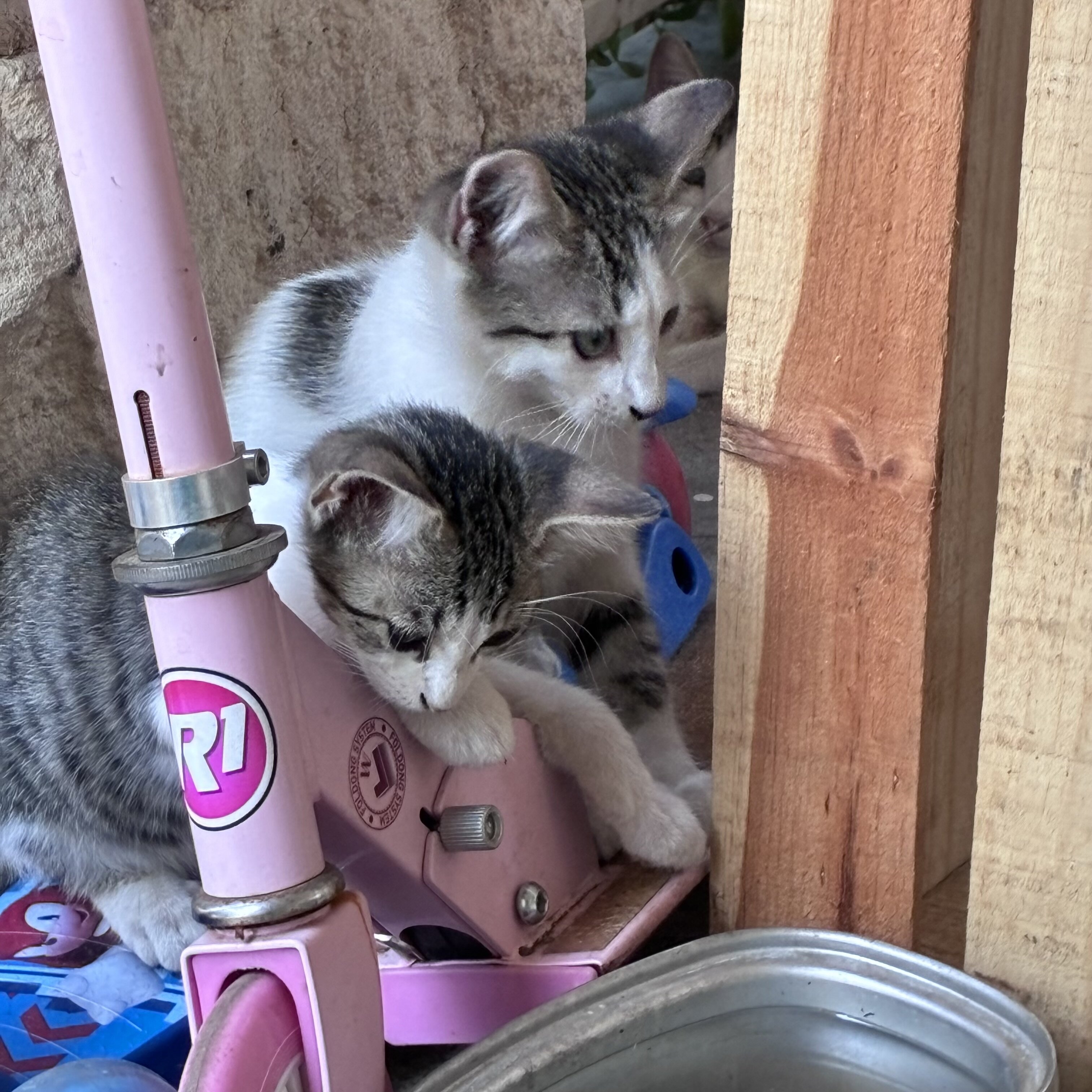 Kittens image 4