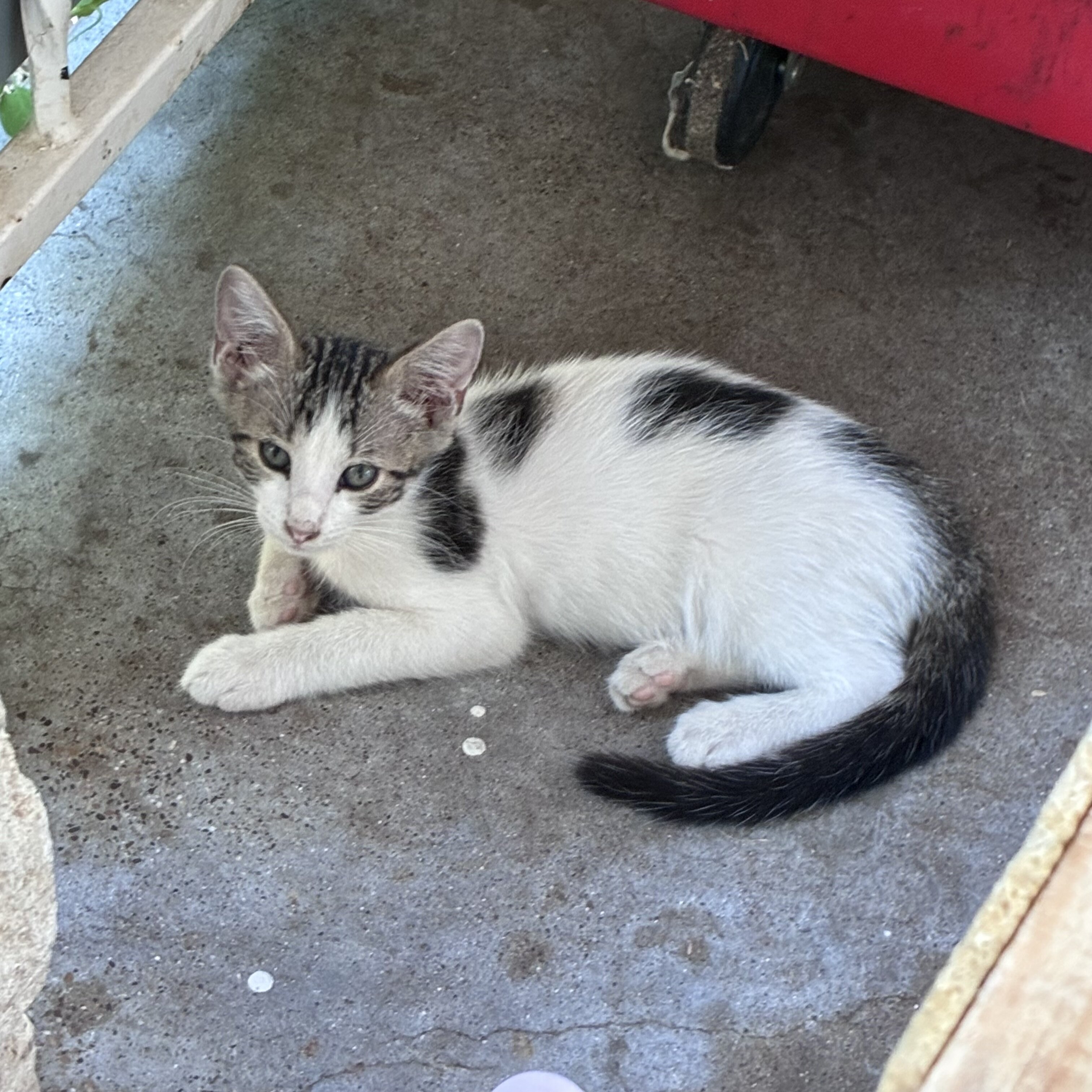 Kittens image 5