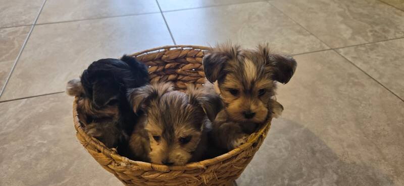 Morki Sweet puppies image 2