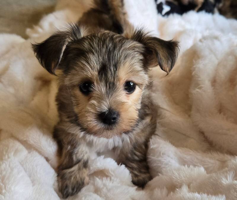 Morki Sweet puppies image 3